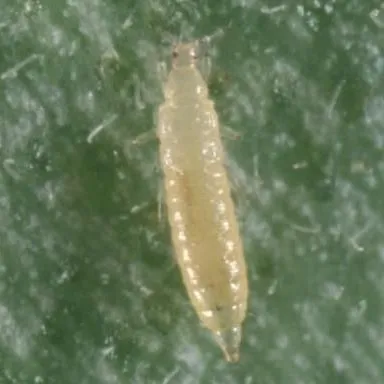 thumbnail for publication: Western Flower Thrips (Frankliniella occidentalis [Pergande])
